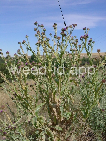 thistle, Scotch